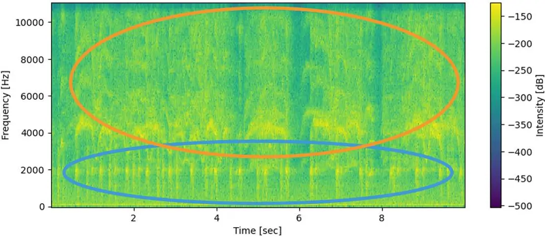 AI identification of squirrel sounds　